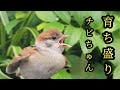 全力疾走のパタパタおねだり 【すずめ日記】