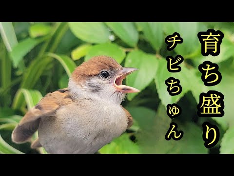 Pipipi video - YouTube