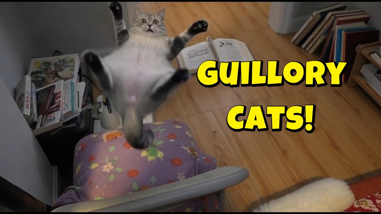 Funny Guillory Cats  Sunday! 😻