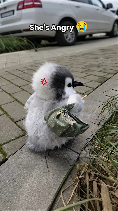 Cute little penguin angry #cute #adorable #pet #penguin #babyanimals #fluffy #cuteanimal