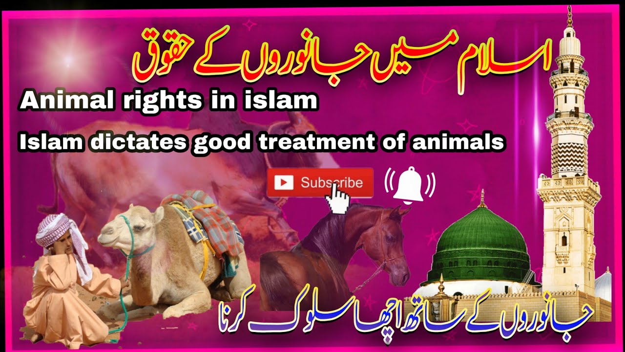 Behavior with animals in islam by HC Birds Information || اسلام میں