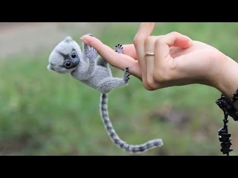 Video: Las 12 mascotas exóticas más geniales que no puedes poseer