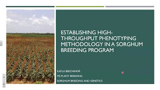 Establishing High-throughput Phenotyping Methodology in a Sorghum Breeding Program
