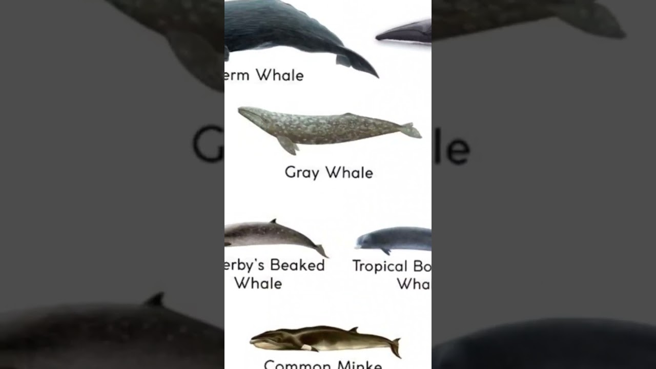 Types of whales [North Atlantic Right whale] 