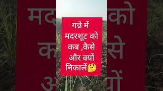 गन्ने में मदरशूट कब कैसे और क्यों निकाले।ganne ki kheti। #sugercane #shorts