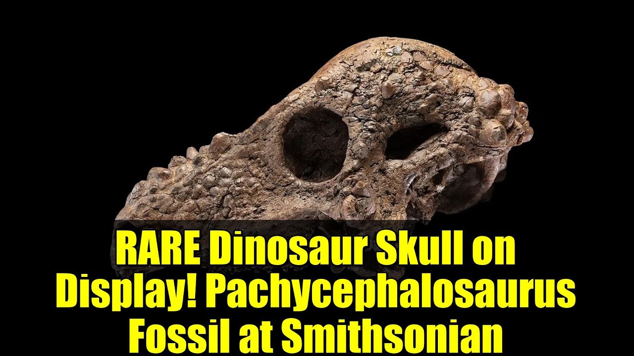 RARE Dinosaur Skull on Display! Pachycephalosaurus Fossil at Smithsonian
