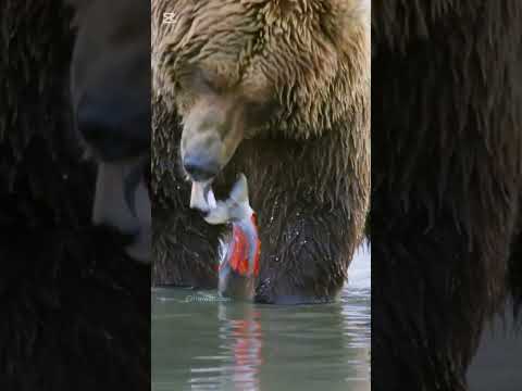 معلومات هتبهرك واول مره هتسمعها عن الدب