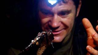 Brazilian Wandering Spider