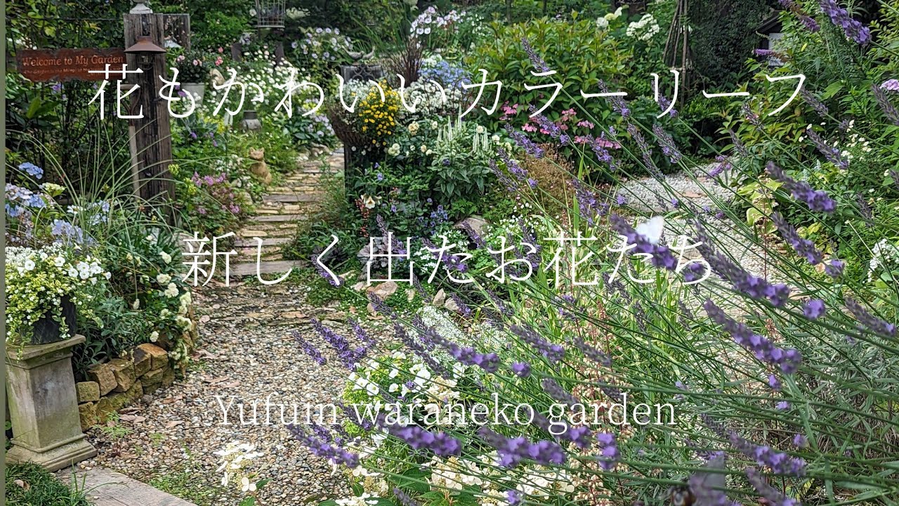 【梅雨〜夏へ】花もかわいいカラーリーフ♪新しく出たお花達をご紹介♪/変化の風...