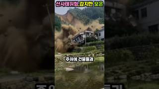 "산사태 예지?" 갑자기 아기를 물고 뛰기 시작한 늑대개... 후회끝에 모두 울어버린 감동터진... #야생동물 #자연다큐 #animals