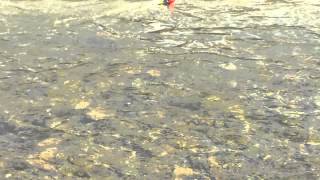 Celebrity Steelhead landed on RediRig Mini Planer Floats! Wealth