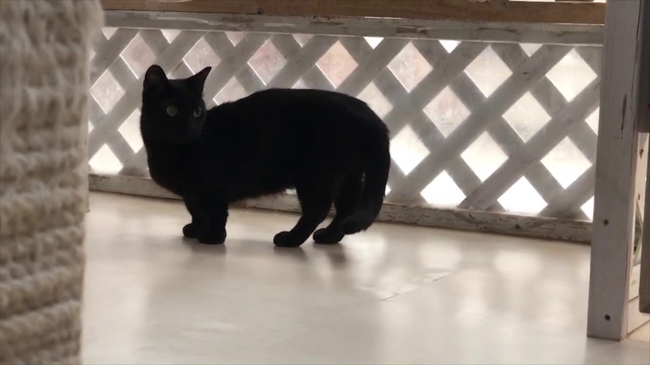 短足な黒猫さん ご機嫌に探索 Youtube 短足な黒猫さん ご機嫌に探索 Youtube