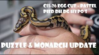 EGG CUT C11 2026 PASTEL PIED DH DG HYPO PLUS OD BP FIRE PUZZLE AND MONARCH UPDATE