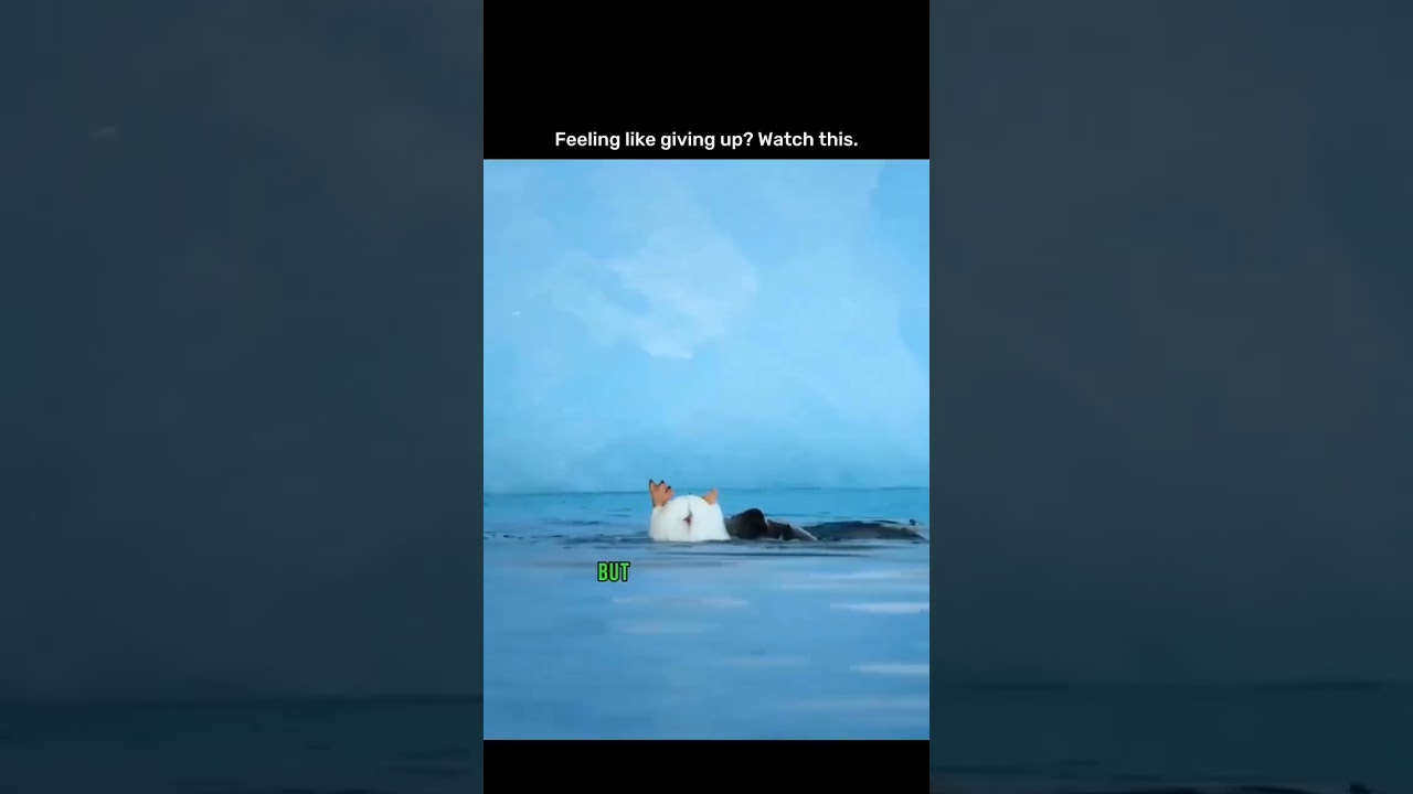 Definition of never giving up👿 