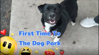 Dino's first time to dog park by Dino Wearing White Socks穿白袜子的迪诺 135 views 3 years ago 1 minute, 28 seconds