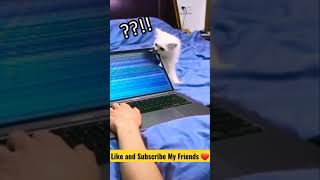 Cute Cat Broke Laptop screen 💻😂😂 #shorts Cute Cat Broke Laptop screen 💻😂😂 #shorts