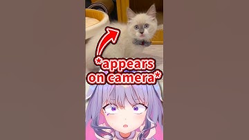 Biboo Finally Shows Off Her Cat IRL Live on Stream