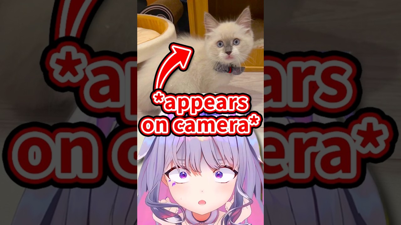 Biboo Finally Shows Off Her Cat IRL Live on Stream