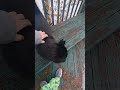 I love the cat!!!!!!!!!!