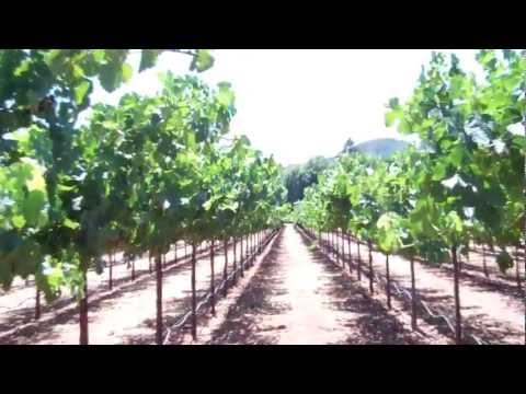 napa-valley-tours---bell-wine-cellars-and-robert-sinskey-vineyards