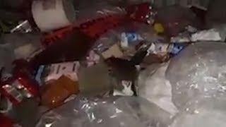 Жирные крысы в Челябинске Жирные крысы в Челябинске