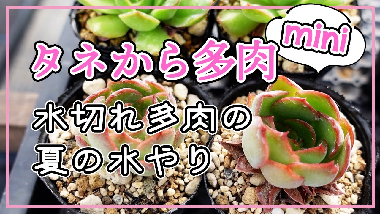 多肉植物 Mini 夏の水やりでたっぷりあげるのはこんな時 Youtube