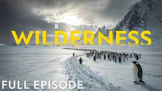 WHITE WILDERNESS: BORN FOR THE COLD | Inside the Lives of Earth’s Polar Survivors