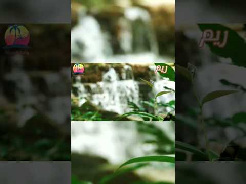 معنى اسم ريم