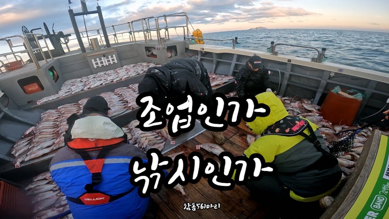 참돔의 대습격 ! (완도 행복드림2호)