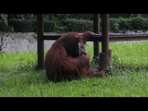 Smoking orangutan at Indonesian zoo sparks furore