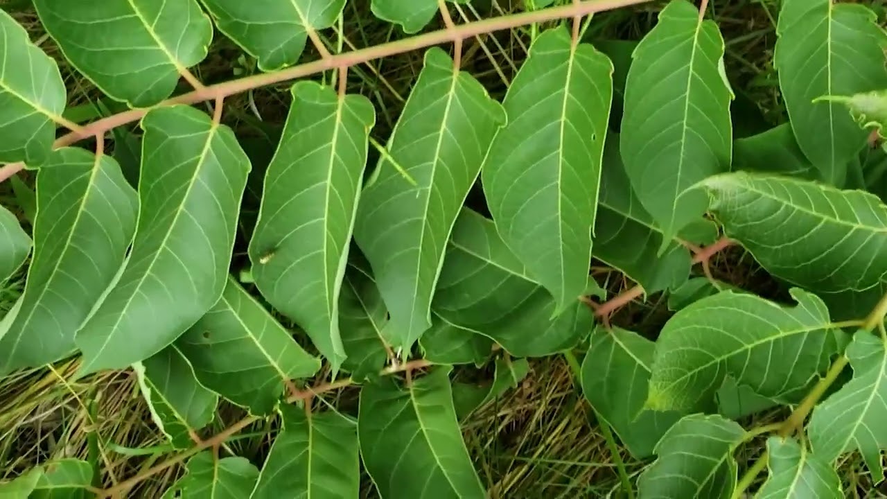 Ailanthus Tree Pictures: Identifying the Invasive Tree-of-Heaven (Guide ...