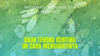 DAUN TERONG KERITING | INI CARA MENGOBATINYA