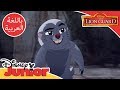 قيادة الأسد الحارس جرير العسل