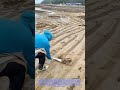 🌊 Auf der Suche nach Meeresfrüchten im Watt: Die Kunst des Sammelns an der Küste bei Ebbe