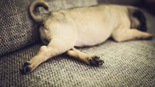 Keeping Your Pug Cool Tips for Hot Weather Care