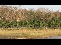 Tiger on the Hunt at Nagarhole 🐅