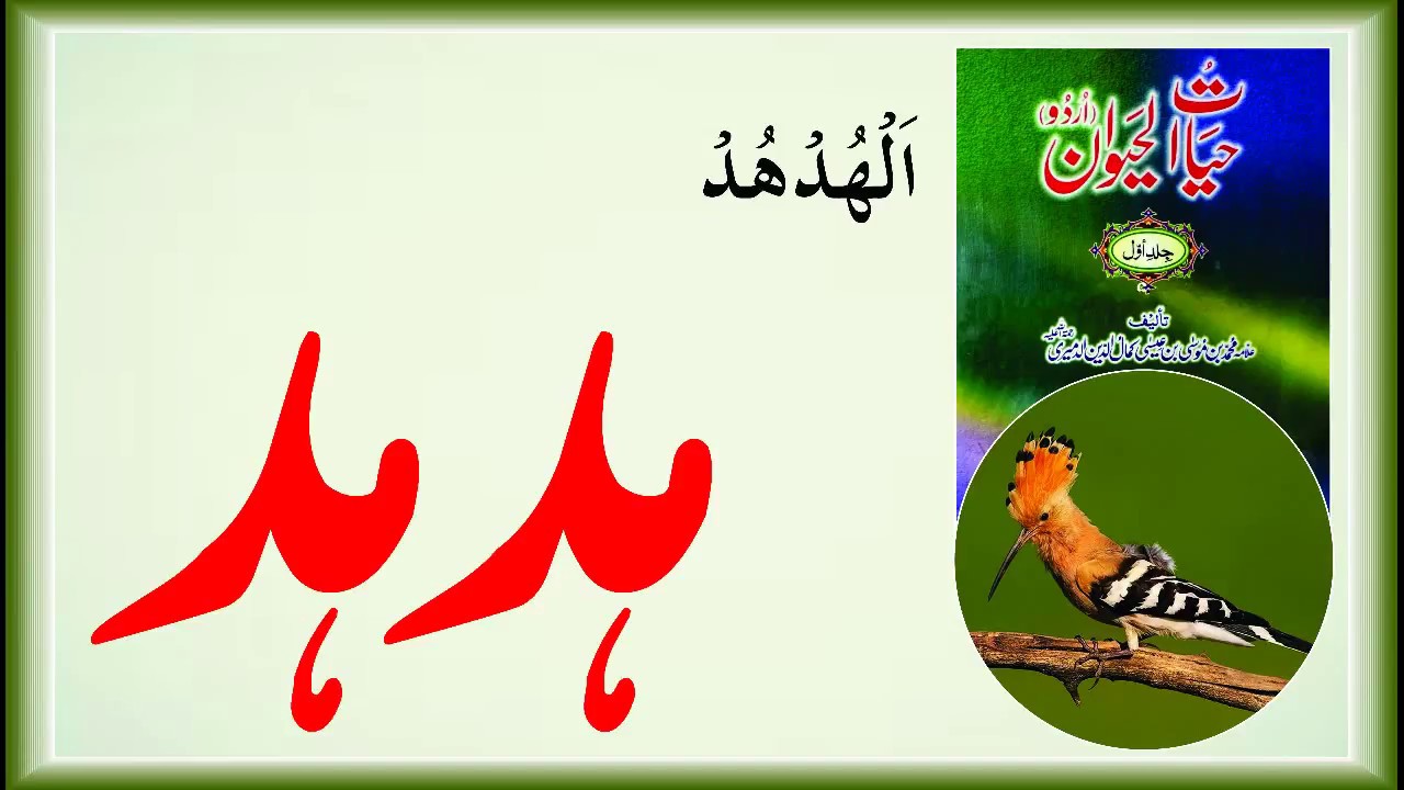 ہدہد - Hoopoe - YouTube