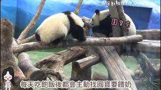 【精彩1分鐘回顧】圓寶睡醒等媽媽,還沒清醒的模樣超可愛,圓圓吃飽馬上要餵奶,圓寶黏著媽媽狂撒嬌|熊貓貓熊The Giant Panda Yuan Yuan and Yuan Bao|台北市立動物園