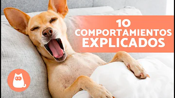 ¿Cuáles son los comportamientos inaceptables para los perros?