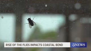 Why are there so many flies in the Coastal Bend right now?