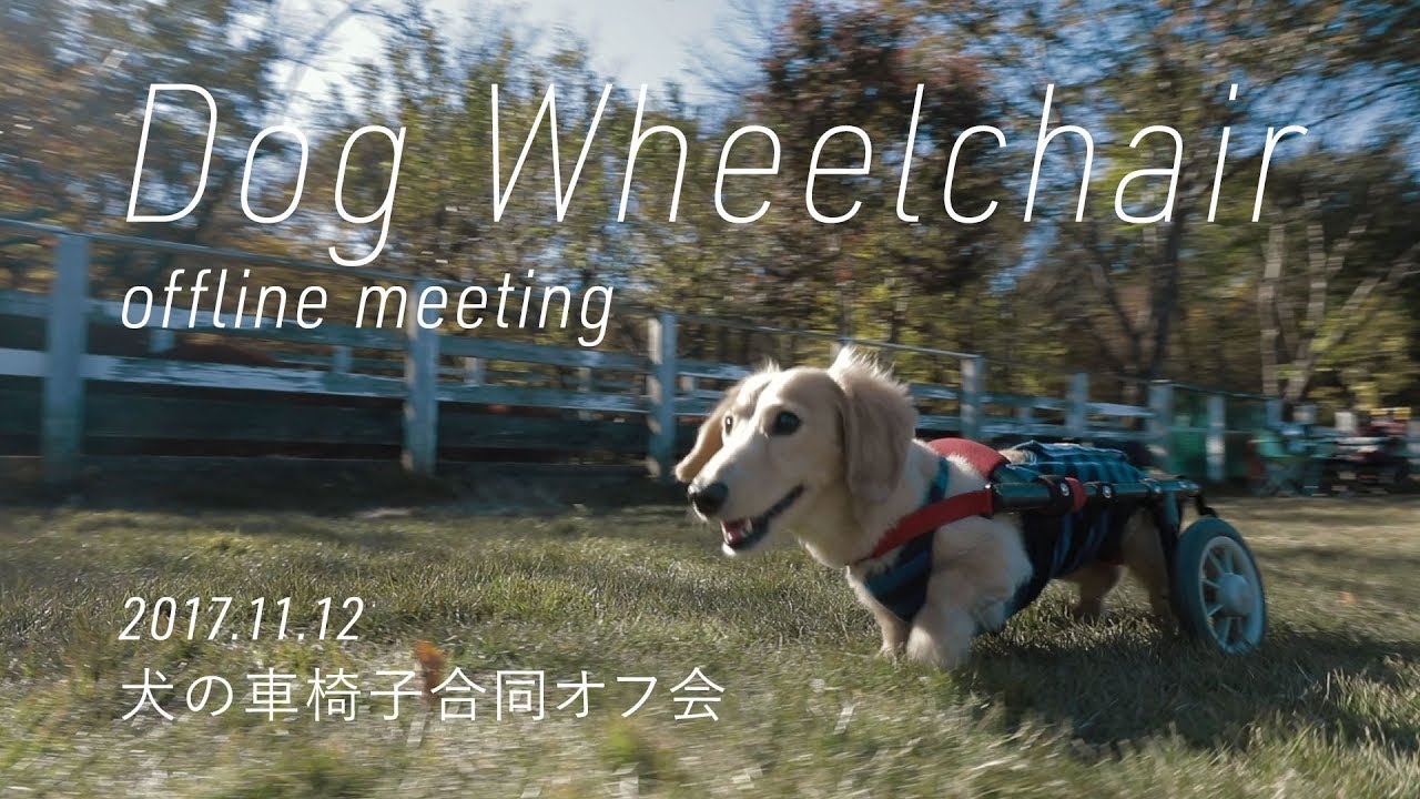Let It Go 15年5月16日 犬の車椅子オフ会 Wildcat2 Eos M Youtube