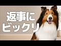 遊びに誘われたので「ちょっと待って」と伝えたら…【会話ボタンでしゃべる犬】 #犬 #ペット