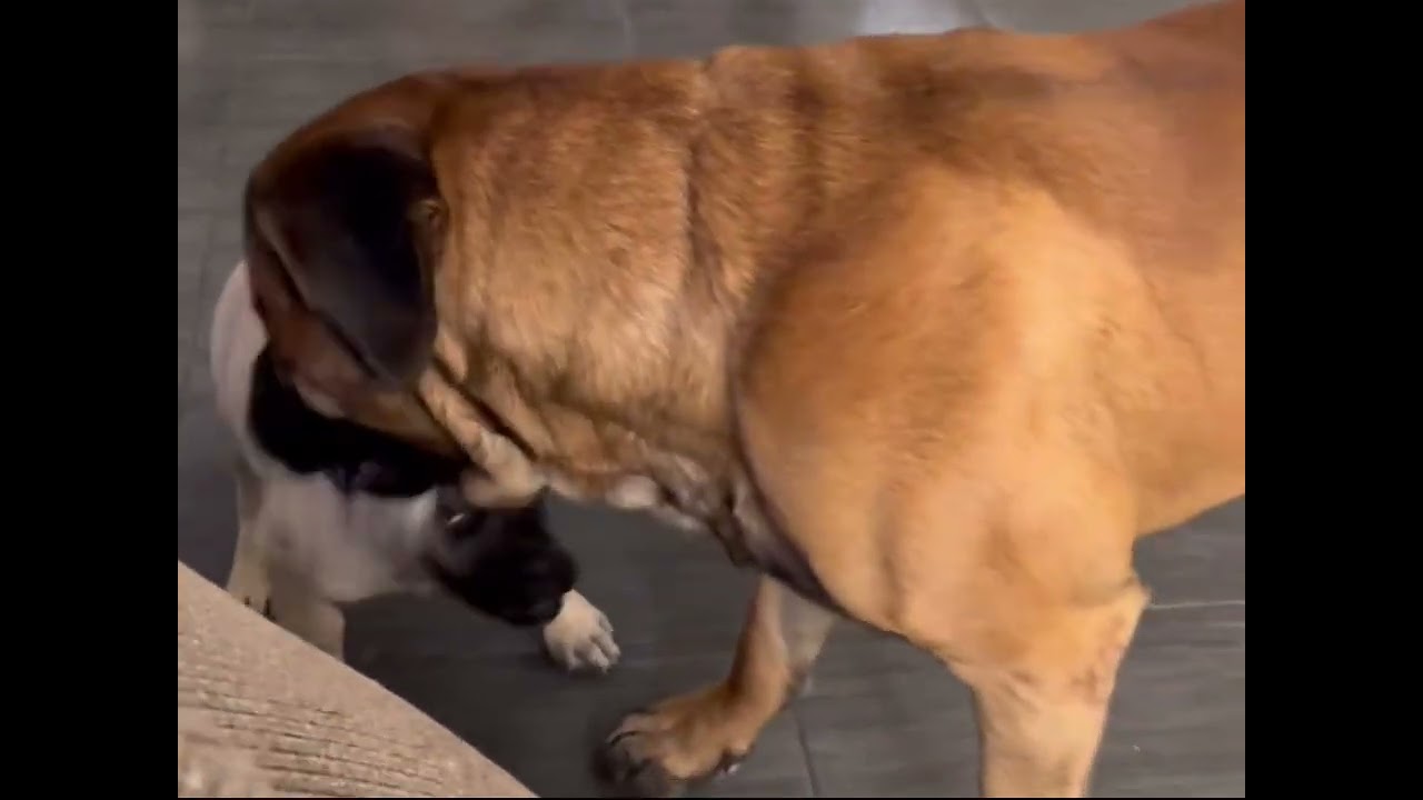 Bowserthemastiff88-Benny tries to dominate