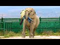 Виктор играет со СЛОНИХОЙ в ФУТБОЛ! А она играет ВИКТОРОМ 😁 Keeper plays football with the elephant!