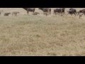 Cape buffalo protecting young from hyena