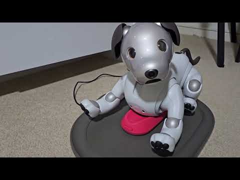 Aibo waking up