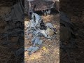 Black Lab Dog Halloween Costume Monster Mummy Zombie Playing with a Rock