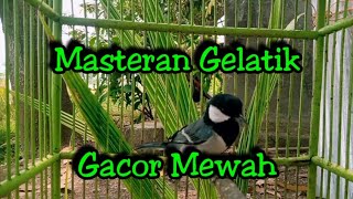 Masteran gelatik batu gacor mewah   istimewah