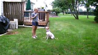 Tickles The Pup Plays Fetch