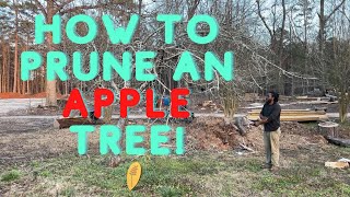 How To Prune An Apple Tree! (Fall/Winter Fruit Tree Pruning)